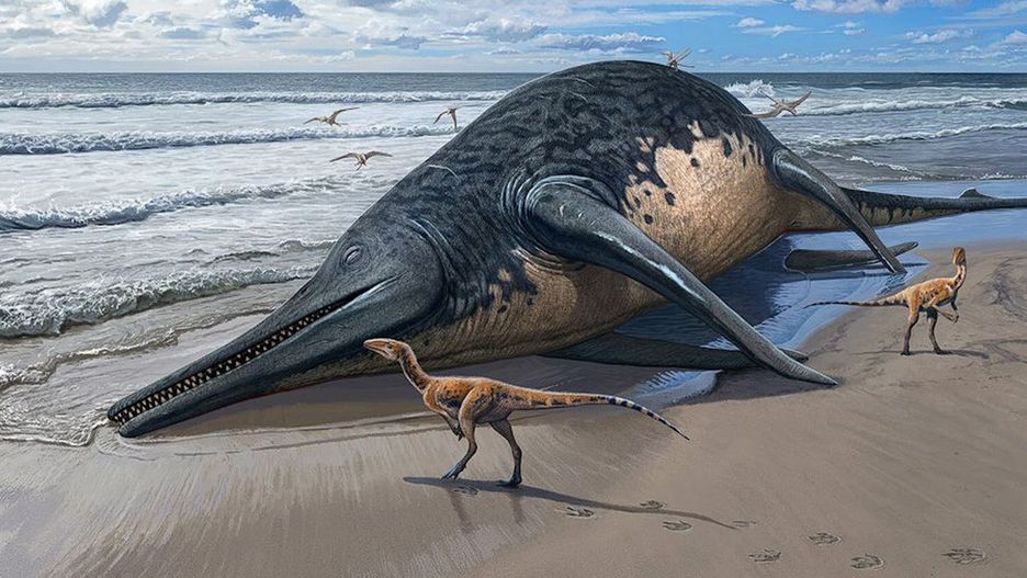 Paleontolodzy odkryli szczątki największego znanego gada morskiego, zdjęcie ilustracyjne