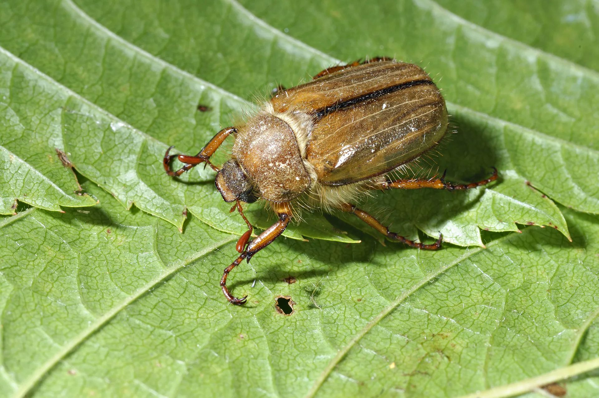Guniak czerwczyk "atakuje" wieczorami