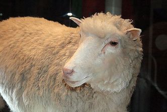 Dziś mija 10 lat od uśpienia owcy Dolly