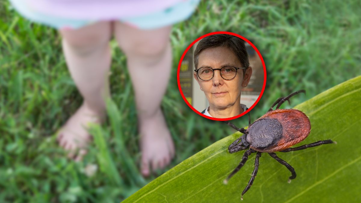 Kleszczowe zapalenie mózgu to nie jest już problem sezonowy