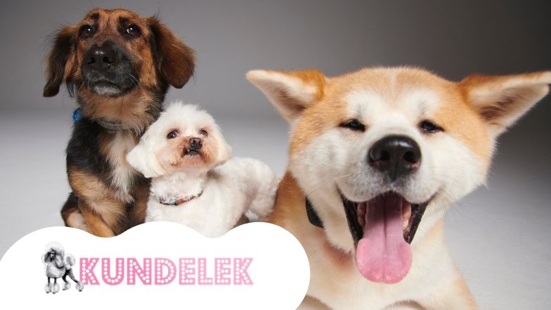 Dzień Kundelka na Pudelku! ZMIENIAMY LOGO i szukamy domów dla kolejnych piesków