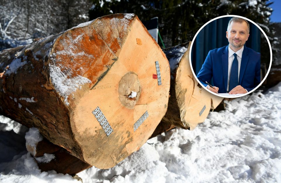 Sprzedaż drewna pod lupą. Będą kontrole. "Oszuści powinni zacząć się bać"