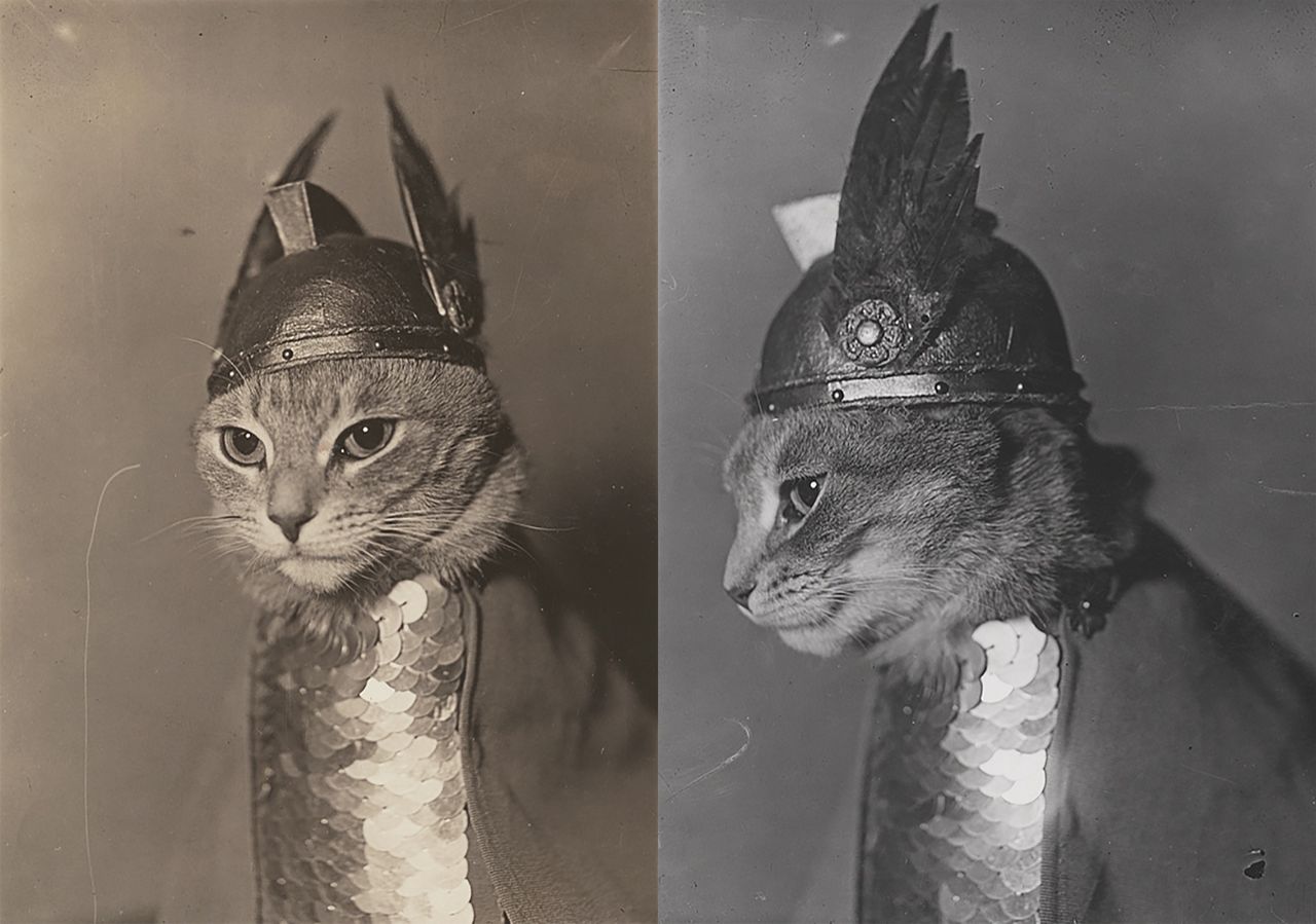 Kot w stroju walkirii podpisany jako "Brunhilda". Zdjęcia powstały w 1936 roku.