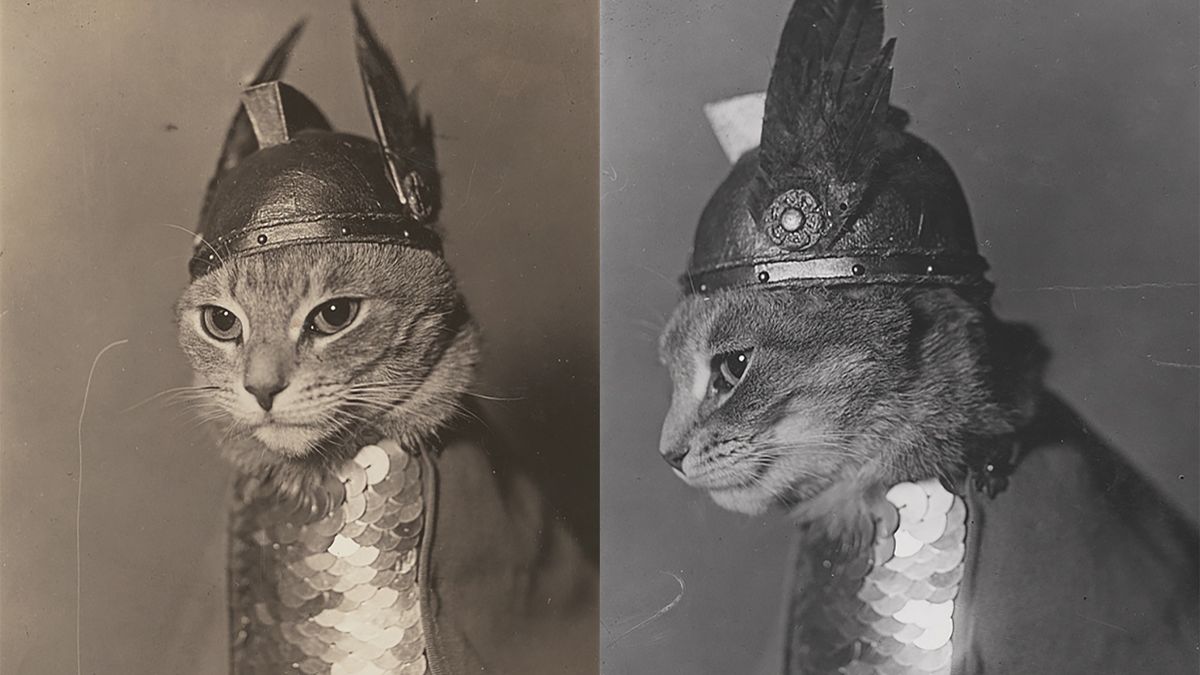 Kot w stroju walkirii podpisany jako "Brunhilda". Zdjęcia powstały w 1936 roku.