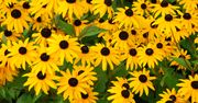 Rozświetla rabaty aż do jesieni. Sprawdź, kiedy sadzić rudbekię