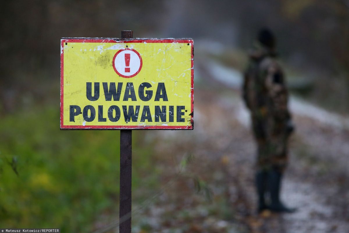 Nie znaleziono sprawcy zastrzelenia łani. Nagroda czeka