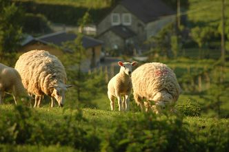 Polskie mięso. Hodowcy owiec negocjują ceny jagnięciny z Włochami
