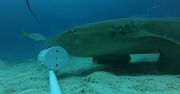 Tego o rekinach nie wiedzieliśmy. Sensacja prosto z dna oceanów