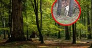 Pokazali zdjęcia z lasu. Natura potrafi zaskoczyć