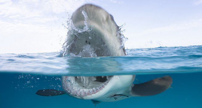 "Tydzień z rekinami" od 12 sierpnia na antenach Discovery Channel oraz Travel Channel