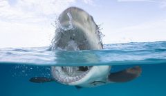 "Tydzień z rekinami" od 12 sierpnia na antenach Discovery Channel oraz Travel Channel