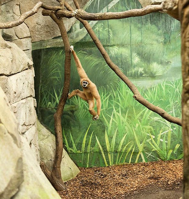 Melancholia i smutek zwierząt z ogrodów zoologicznych na poruszających zdjęciach 3