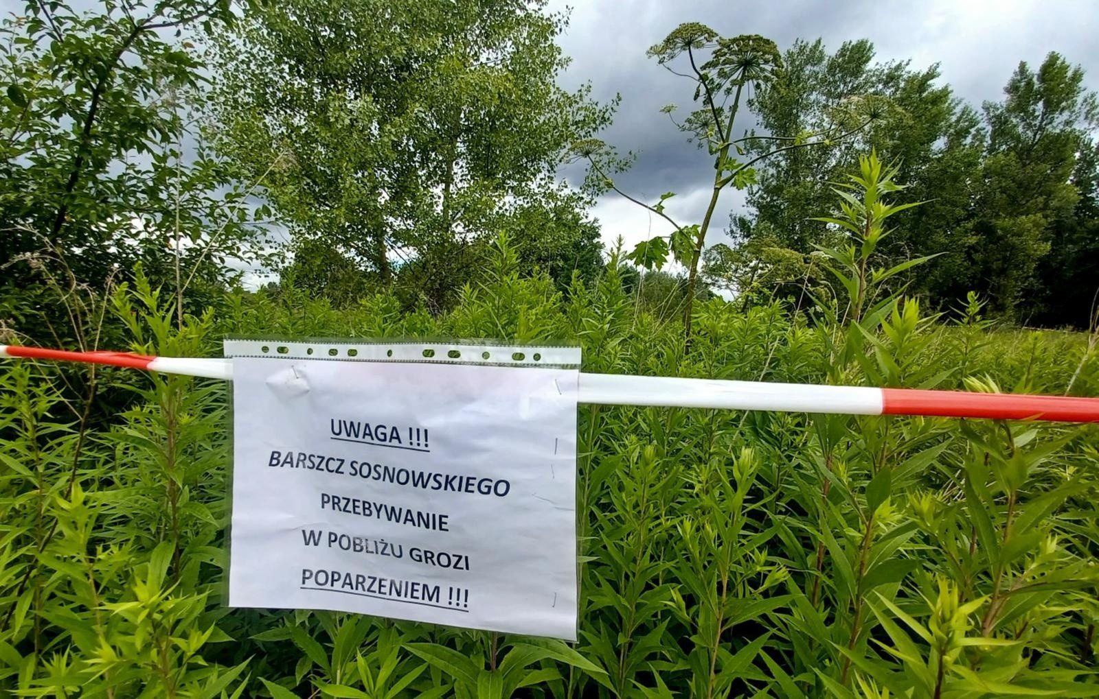 Skupiska groźnego barszczu Sosnkowskiego muszą być zgłaszane pod numerem alarmowym Straży Miejskiej (986), po czym są ogradzanie i odpowiednio znakowane.