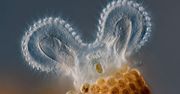 Mikrocuda na zwycięskich zdjęciach w konkursie Olympus BioScapes