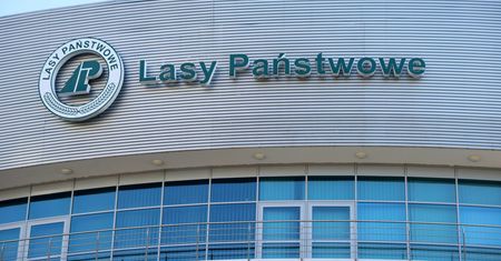 Matecki miał "zrujnować" Lasy Państwowe? "Tworzono fikcyjne etaty"