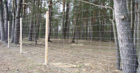 MSWiA nie chce finansować płotu przeciw dzikom. Ma on kosztować 235 mln zł