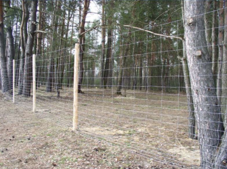 Fot. Ministerstwo Rolnictwa/Materiały prasowe	 Tak wygląda ogrodzenie, które będzie musiało zatrzymać tysiące dzików migrujących do Polski.