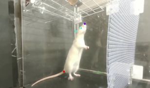Szczury reagują na muzykę podobnie jak ludzie
