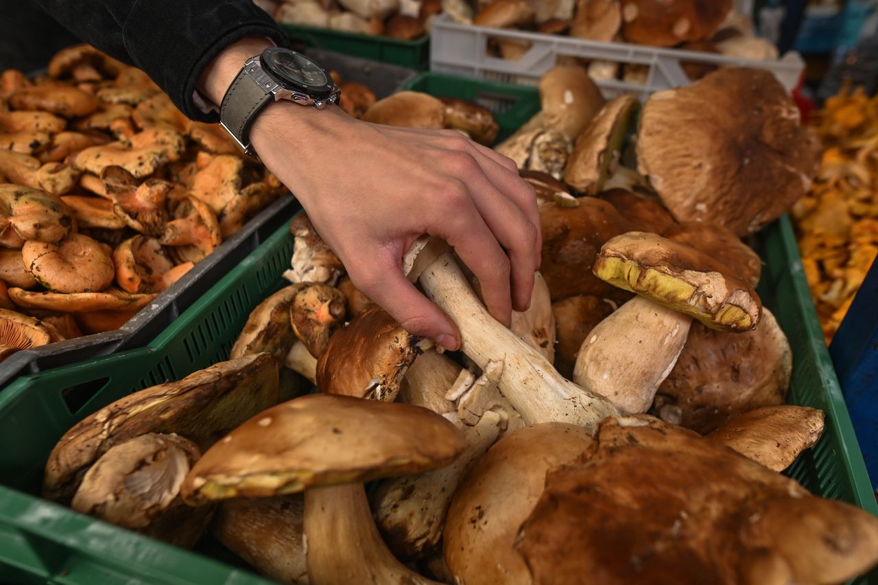 Dwa wiadra grzybów. Ledwo starczyło na zupę. Polacy, uważajcie