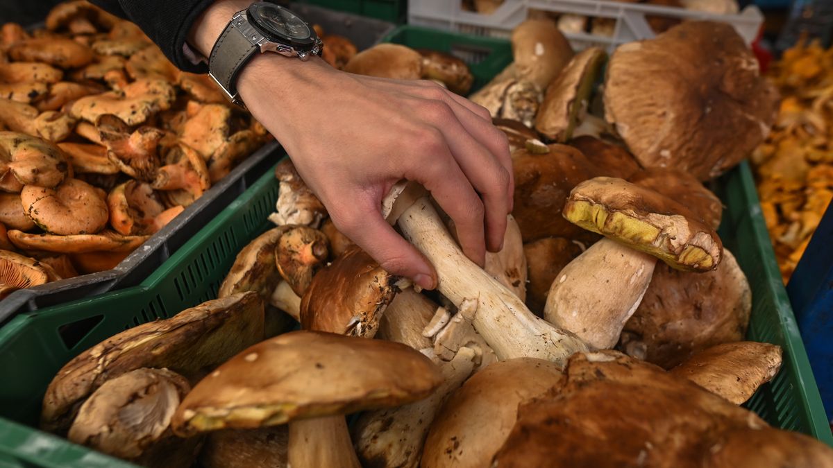 Kupujesz grzyby? Trzeba uważać.