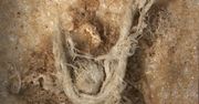 Nowe odkrycie naukowców. Pierwszy sznurek został wykonany przez neandertalczyka