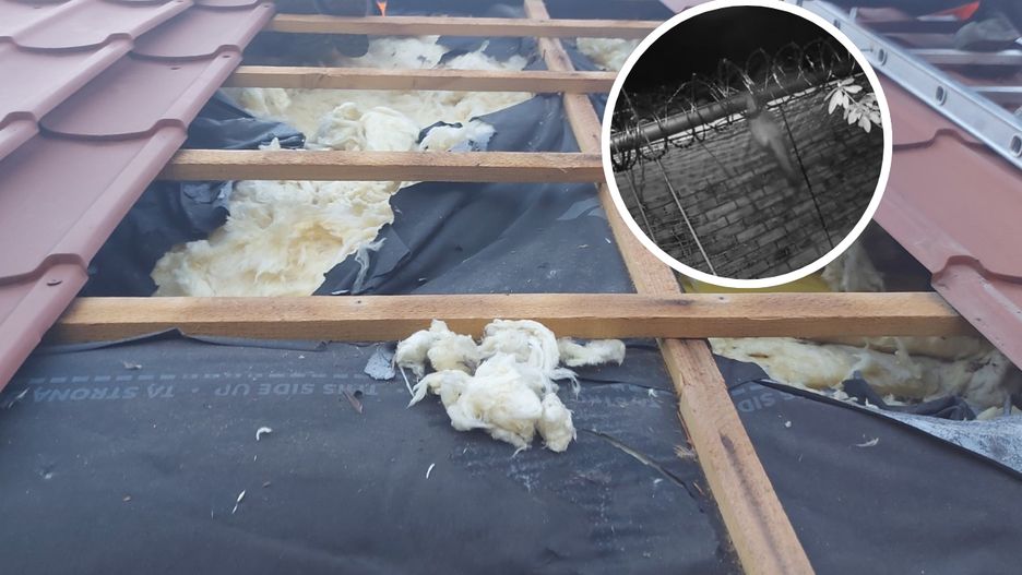Przed szkodami kun może się zabezpieczyć i ubezpieczyć