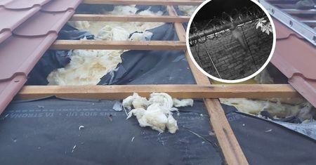 Kuny grasują po domach. Szkody mogą sięgać setek tysięcy złotych