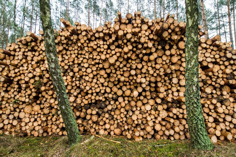 Nowe stawki za wycięcie drzewa. Ministerstwo wychodzi naprzeciw deweloperom