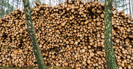 Nowe stawki za wycięcie drzewa. Ministerstwo wychodzi naprzeciw deweloperom