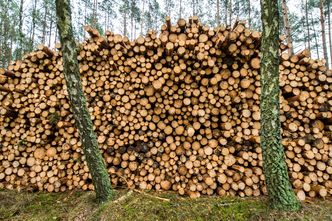 Nowe stawki za wycięcie drzewa. Ministerstwo wychodzi naprzeciw deweloperom