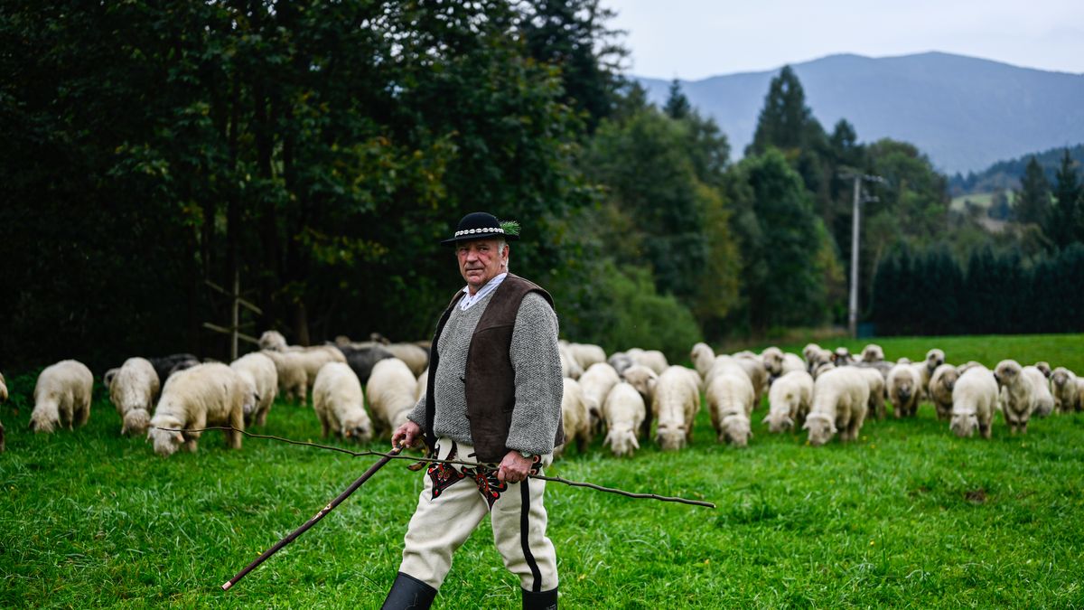 ZAWOJA, POLAND - SEPTEMBER 30: Shepherds take care of the sheep during the Redyk, a celebration for the end of the sheep grazing season in Zawoja, Poland on September 30, 2023. Every year, in the South of Poland, shepherds from the mountain region celebrate the end of the grassing season and come down the mountains with their sheep, following folk celebrations at the villages. (Photo by Omar Marques/Anadolu Agency via Getty Images)