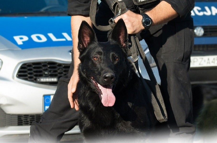 Policjanci uratowali psa