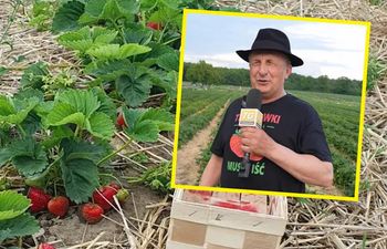 Pan Manfred zaprasza na samozbiory truskawek. Obowiązkowe zapisy