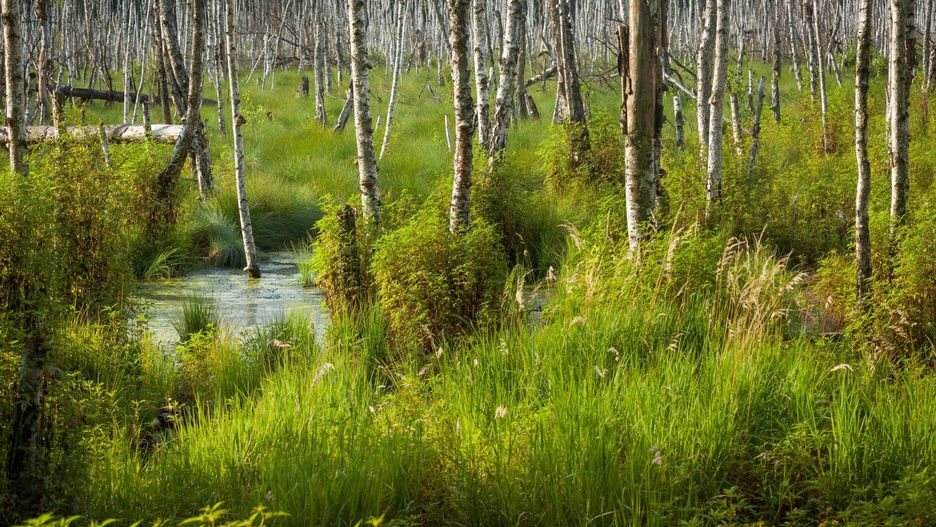 Mazowsze. Powstała aplikacja o rezerwatach w województwie