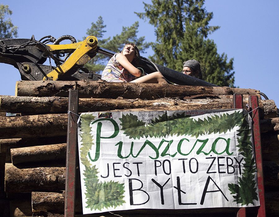 Polacy chcą zatrzymać rzeź drzew? Sondaż dla WP