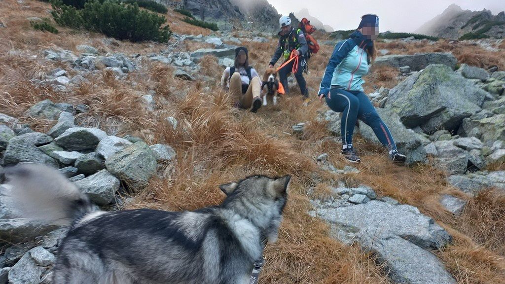 Kobiety poszły z psami w wysokie Tatry. Potrzebna była pomoc ratowników górskich