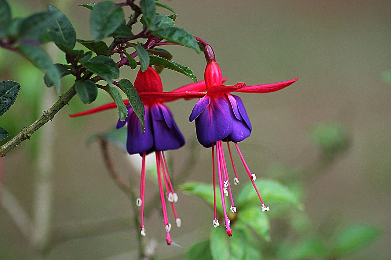 Fuchsia zastąpi Andromedę. Nie będzie połączenia Androida i Chrome OS