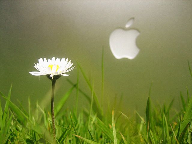 Apple znów pozywa (fot. na lic. CC; Flickr.com/by Meanest Indian)