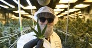 Skąd pochodzi marihuana? Naukowcy odkryli jej korzenie