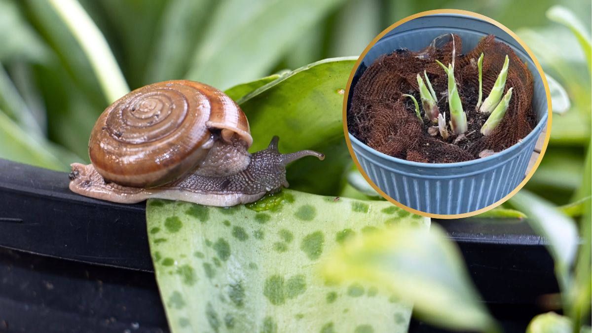 Sposób na ślimaki.