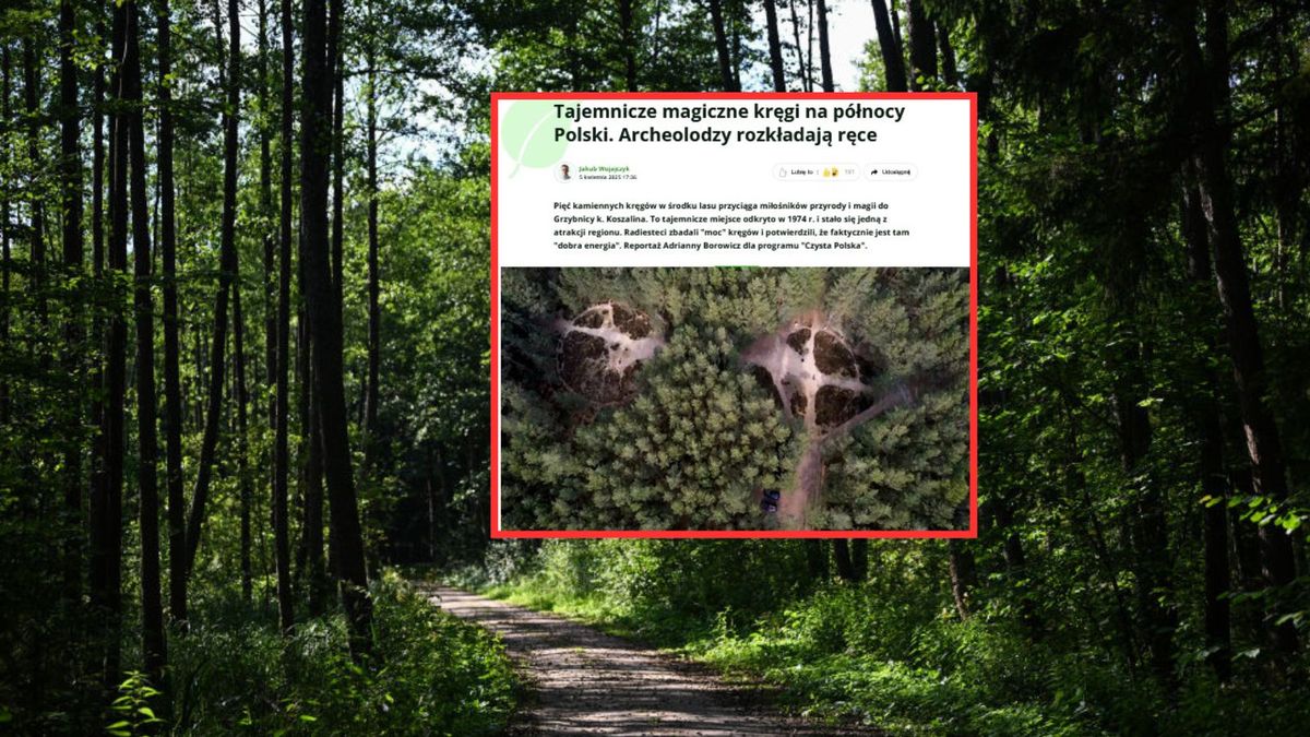 Tajemnicze kręgi w lesie