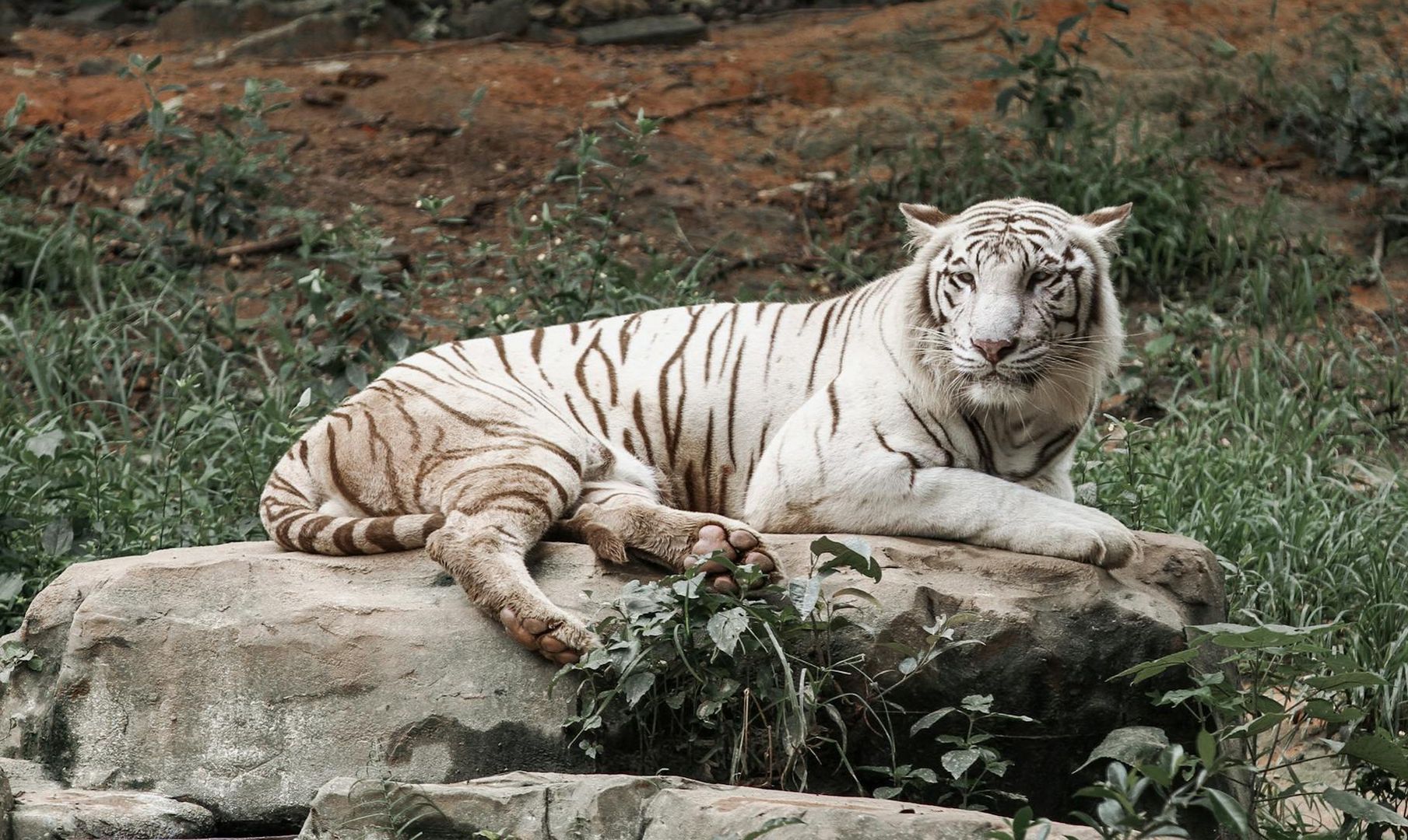 Atak białego tygrysa w ukraińskim zoo. Pracownik zginął podczas karmienia