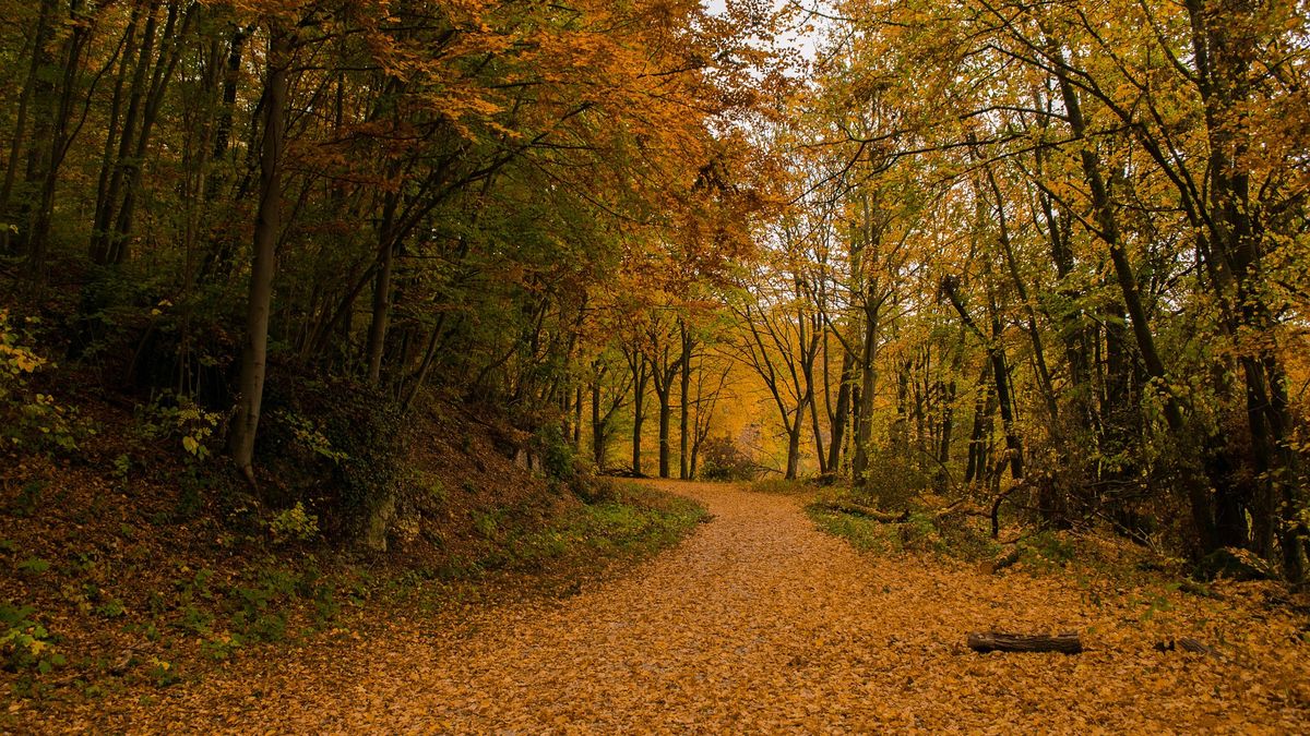 Zapomniane miejsce śmierci lotników w Gdańsku