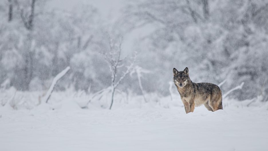 Wilk w Bieszczadach