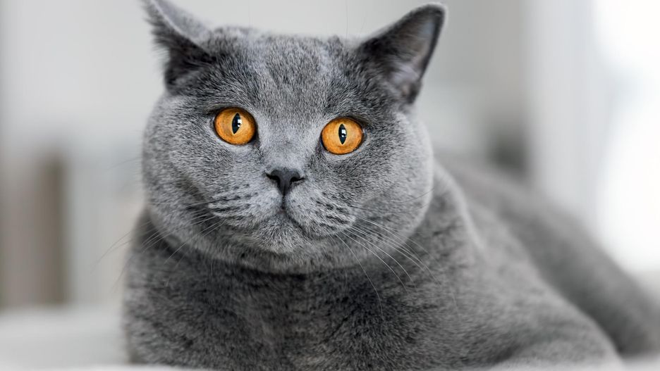 W schronisku w niemieckim Butzbach wybuchła epidemia niezwykle groźnej choroby kotów