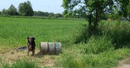 Bierutów. Przywiązali psa do pustej beczki na środku pola. Miał straszyć zwierzynę