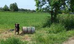 Bierutów. Przywiązali psa do pustej beczki na środku pola. Miał straszyć zwierzynę