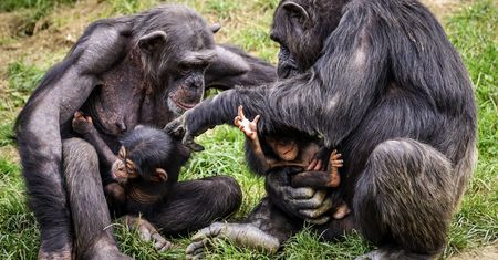 Po ludziach przyszedł czas na zwierzęta. Ruszają szczepienia w zoo