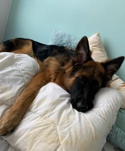 Gliwice. Pies konał w męczarniach, policja szuka kłusownika