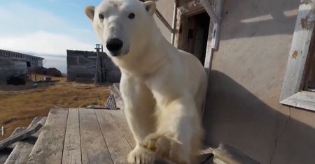 Przejęły stację badawczą. Niedźwiedzie polarne szaleją w Rosji